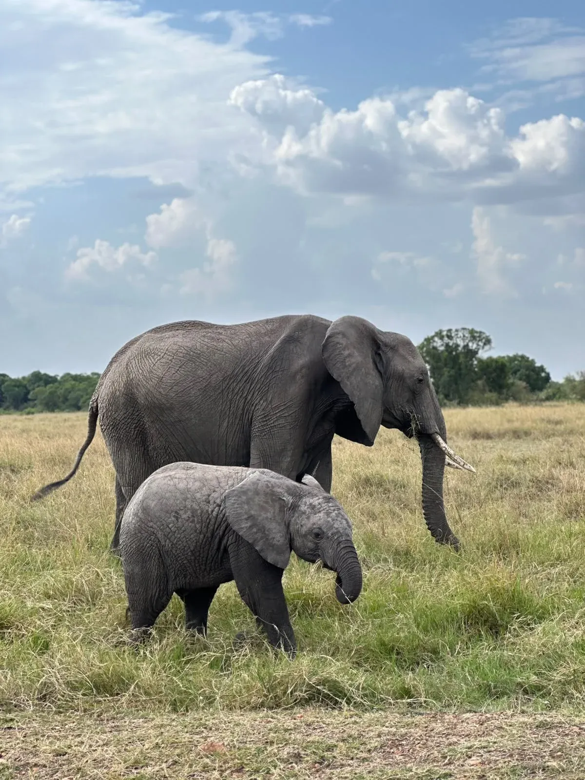 Mama und Babyelefant