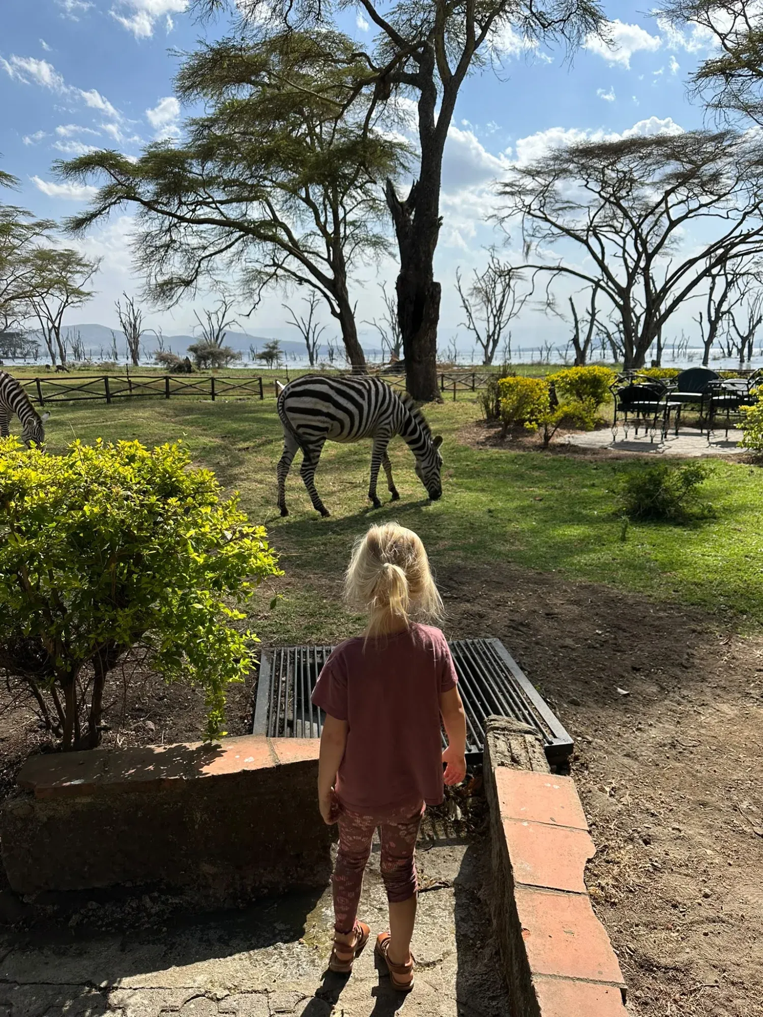 Zebras so nahe - wir hatten ein Zimmer im Erdgeschoss